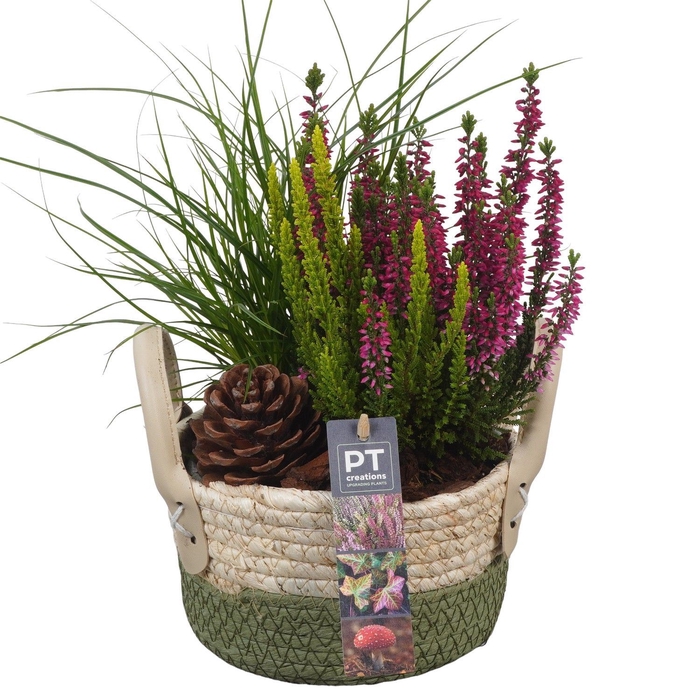 <h4>Arr.   Tuinplanten L%</h4>