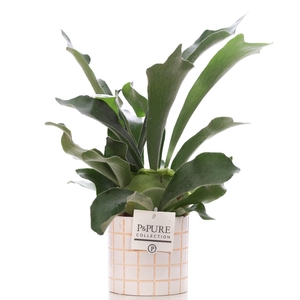 Platycerium Bif. in P&PURE Tirza ceramics