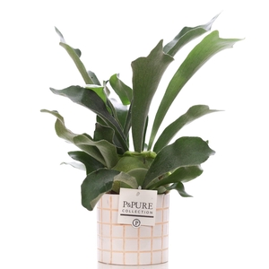 Platycerium Bif. in P&PURE Tirza ceramics