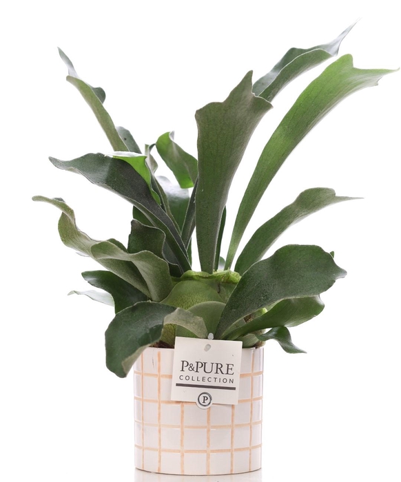 <h4>Platycerium Bif. in P&PURE Tirza ceramics</h4>