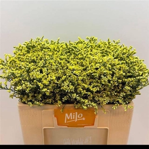 LIM SIN CHINA SUMMER