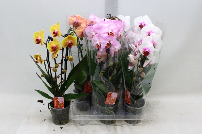 <h4>PHAL EL CASCADE</h4>