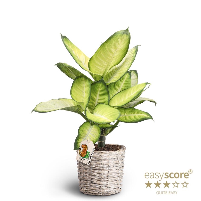 <h4>DIEFFENBACHIA MACULATA P20 BASKET</h4>