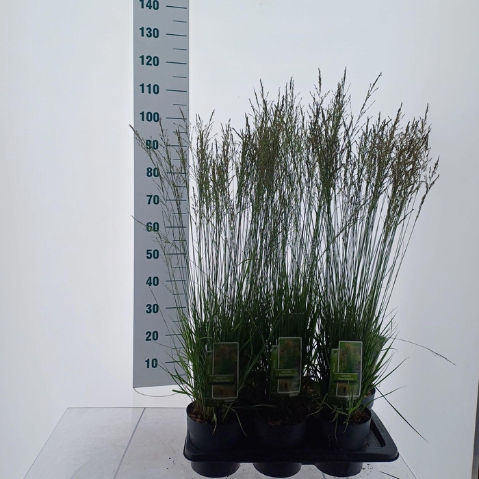 <h4>Molinia caerulea Moorflamme</h4>