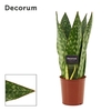 Sansevieria Jamaiquina Queen 12 cm (Decorum)