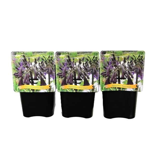 <h4>Agapanthus 'Black Magic' C5</h4>