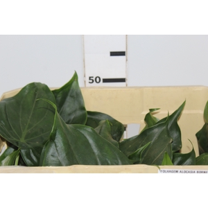 FOLHAGEM ALOCASIA BORNEENSIS 040 CM