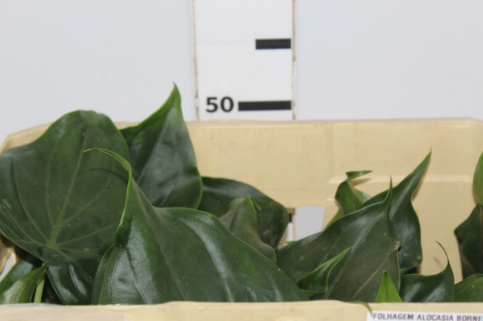 <h4>FOLHAGEM ALOCASIA BORNEENSIS 040 CM</h4>