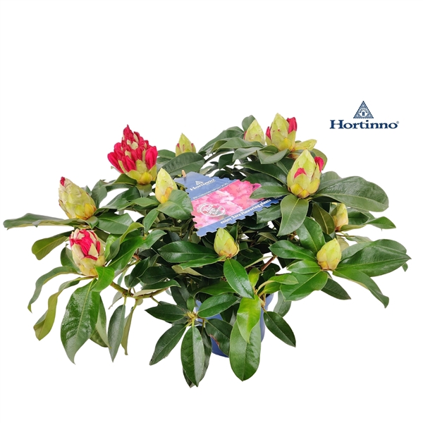 <h4>Rhododendron 50-60 /5 liter 'XXL' large</h4>