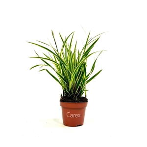 CARE MORROWII