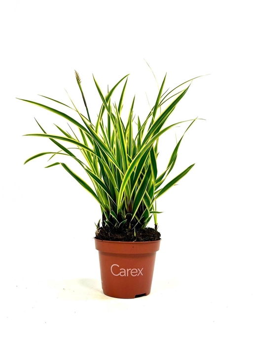 <h4>CARE MORROWII</h4>