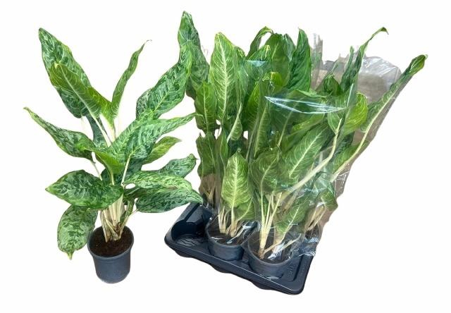 <h4>AGLAO PEACOCK</h4>