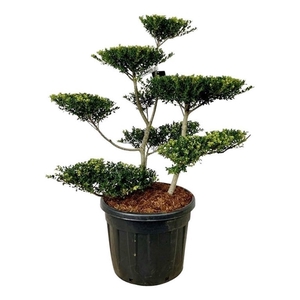 Ilex crenata 'Green Hedge'