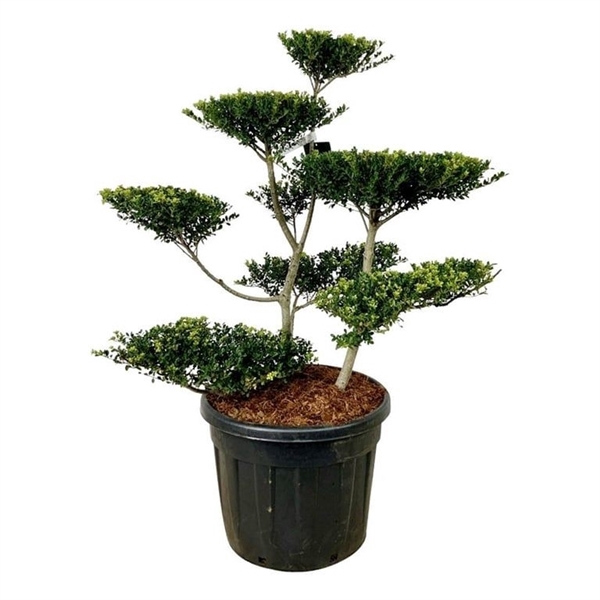 <h4>Ilex crenata 'Green Hedge'</h4>