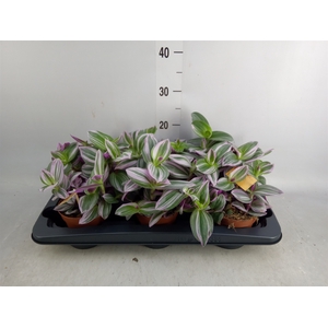 Tradescantia albif. 'Nanouk'