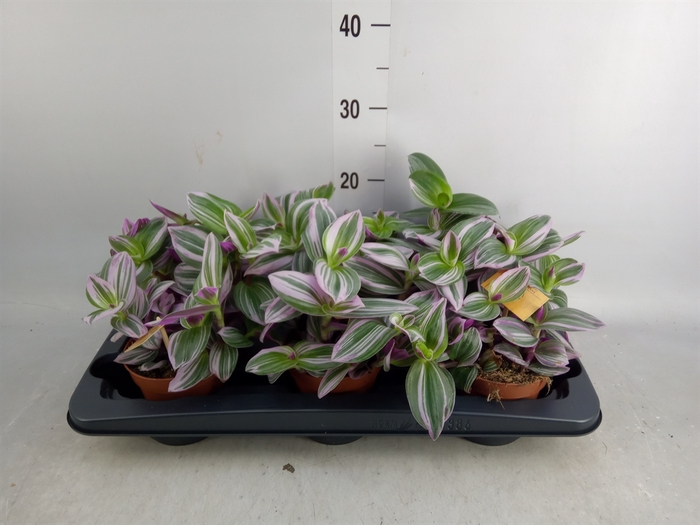 <h4>Tradescantia albif. 'Nanouk'</h4>