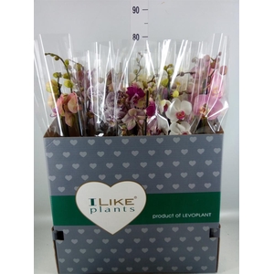Phalaenopsis   ...mix
