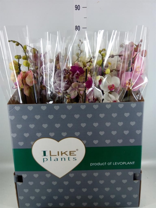 <h4>Phalaenopsis ...mix</h4>