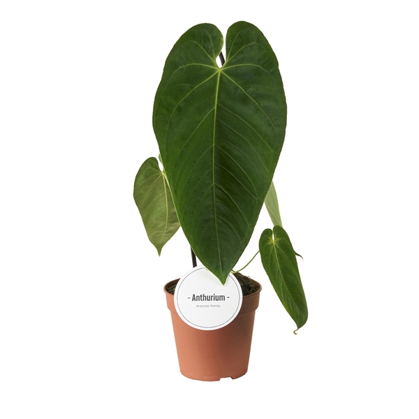 <h4>Anthurium Queremalense</h4>