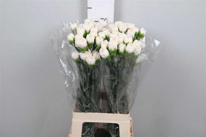 <h4>Di St Moon Golem</h4>