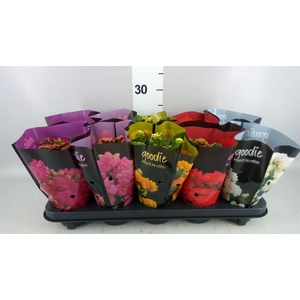 Kalanchoe blos. 'Perfecta'  ..mix 5