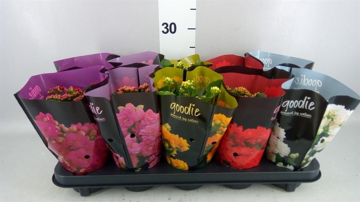 <h4>Kalanchoe blos. 'Perfecta'  ..mix 5</h4>