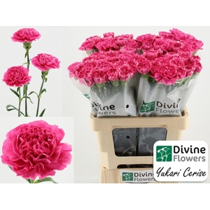 Dianthus ST 'Yukari Cerise'