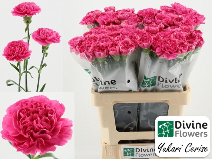 <h4>Dianthus ST 'Yukari Cerise'</h4>