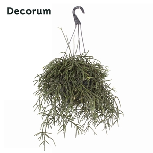 Rhipsalis pilocarpa HP 21 cm