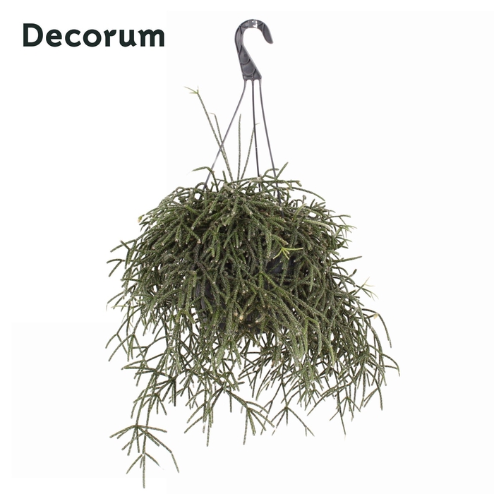 <h4>Rhipsalis pilocarpa HP 21 cm</h4>