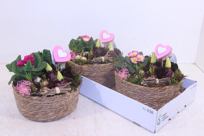 <h4>ARR TUINPLANTEN</h4>