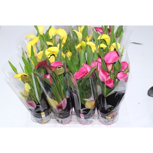 CALLA MINI P09