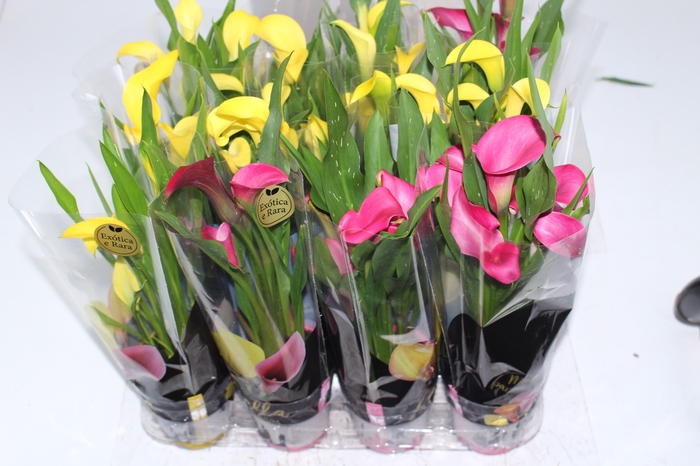 CALLA MINI P09