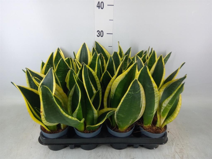 <h4>Sansevieria trifa. 'Black Gold'</h4>