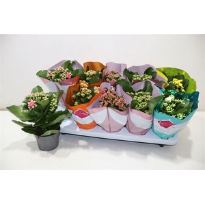 Kalanchoe Double Deluxe Mix