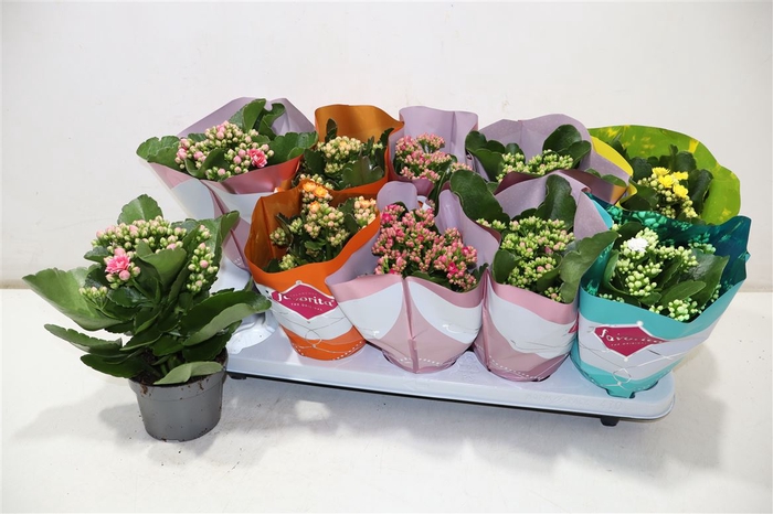 <h4>Kalanchoe Double Deluxe Mix</h4>