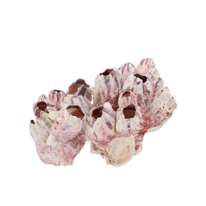 Schelp Barnacle 20-25cm