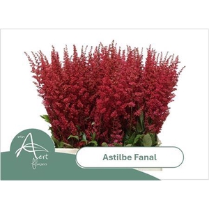 Astilbe Ar Fanal