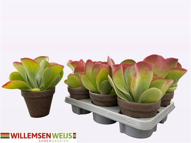 <h4>KALANCHOE THYRSIFL</h4>