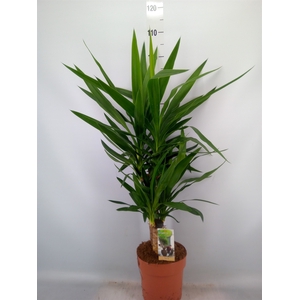 Yucca   ...