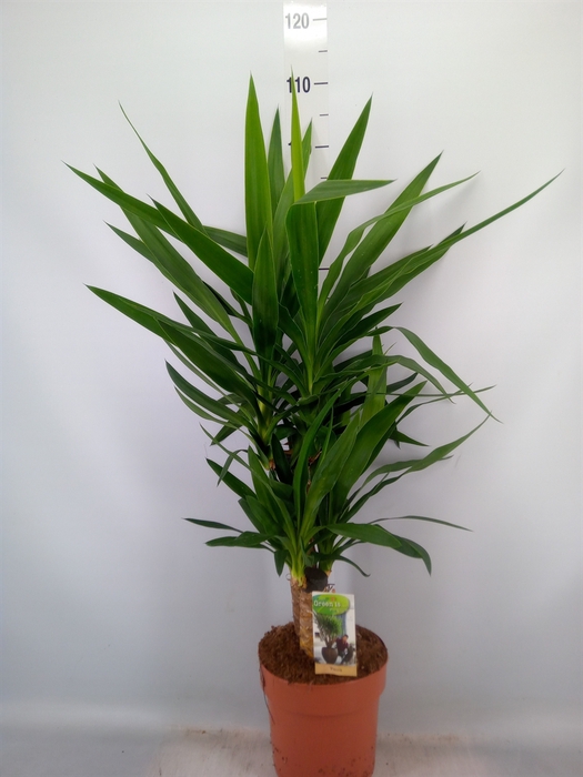 <h4>Yucca   ...</h4>