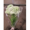 AMMI VISNAGA