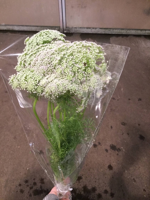 AMMI VISNAGA