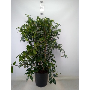 Camellia   ...