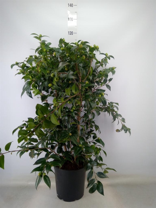 <h4>Camellia   ...</h4>