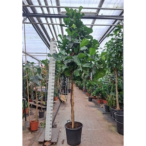 Ficus Lyrata multistam 380