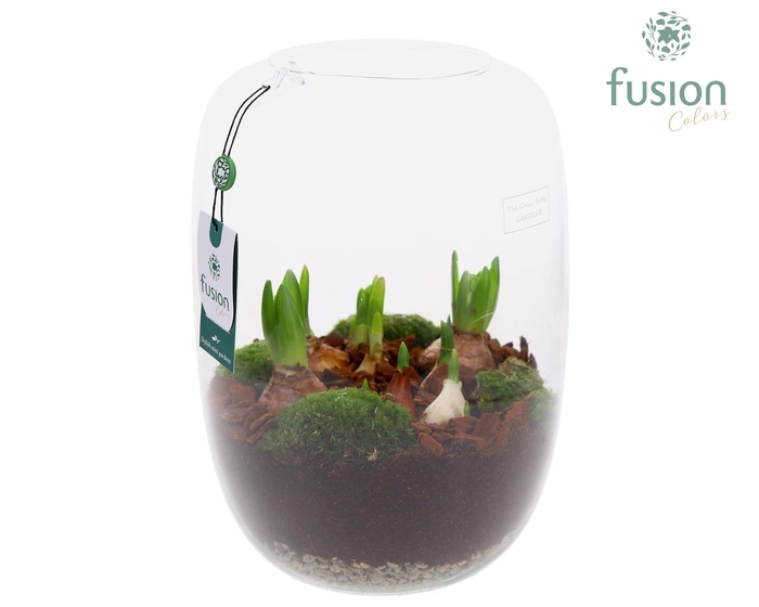 <h4>Green Bottle Isabella XLarge met Bollen mix</h4>