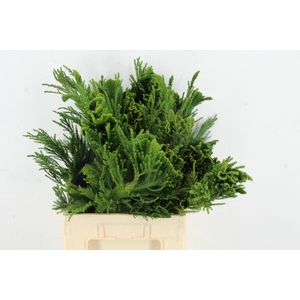 CRYPTOMERIA CRIST MEDIUM