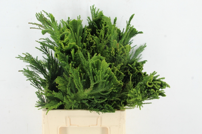 <h4>CRYPTOMERIA CRIST MEDIUM</h4>