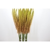 Eremurus Emmy Ro